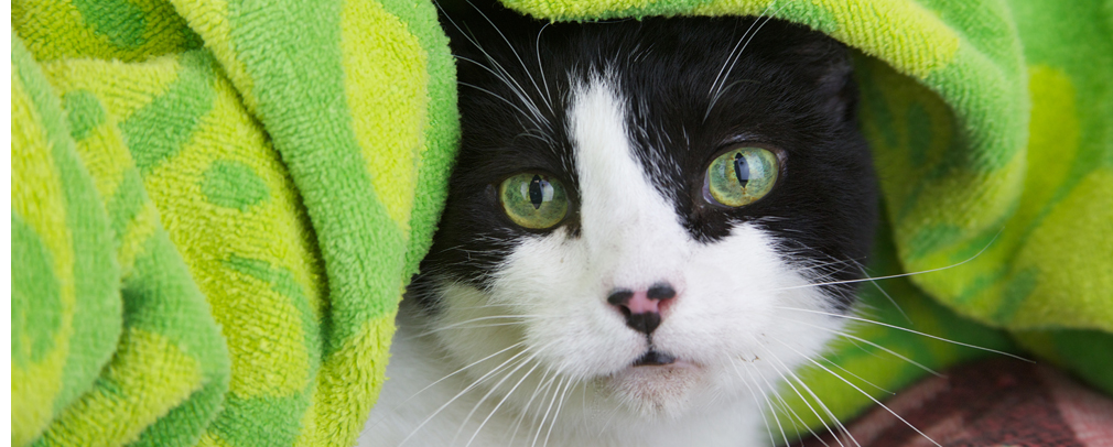 cute hyperthyroid cat hiding under towel