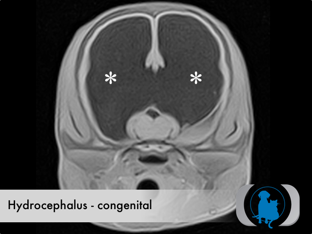 canine hydrocephalus mri