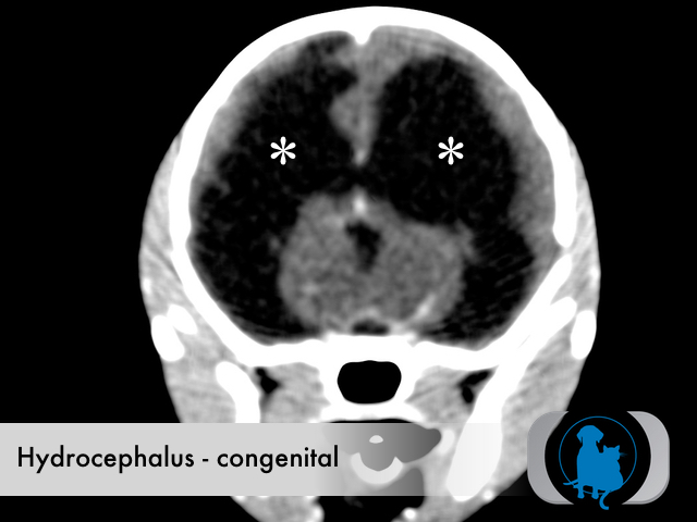 how is hydrocephalus diagnosed in dogs