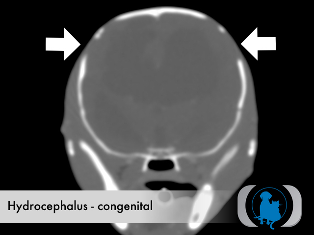 canine hydrocephalus mri