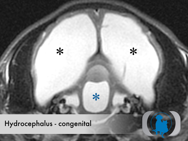 canine hydrocephalus mri