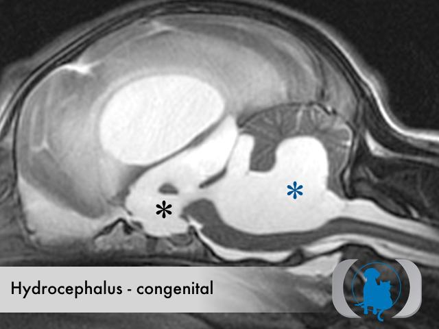 how is hydrocephalus diagnosed in dogs