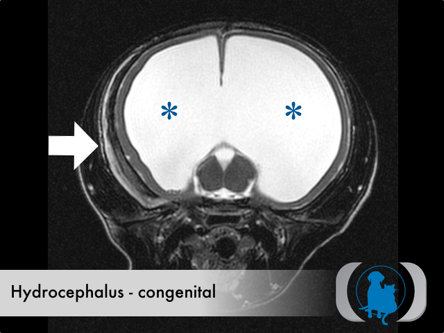 canine hydrocephalus mri