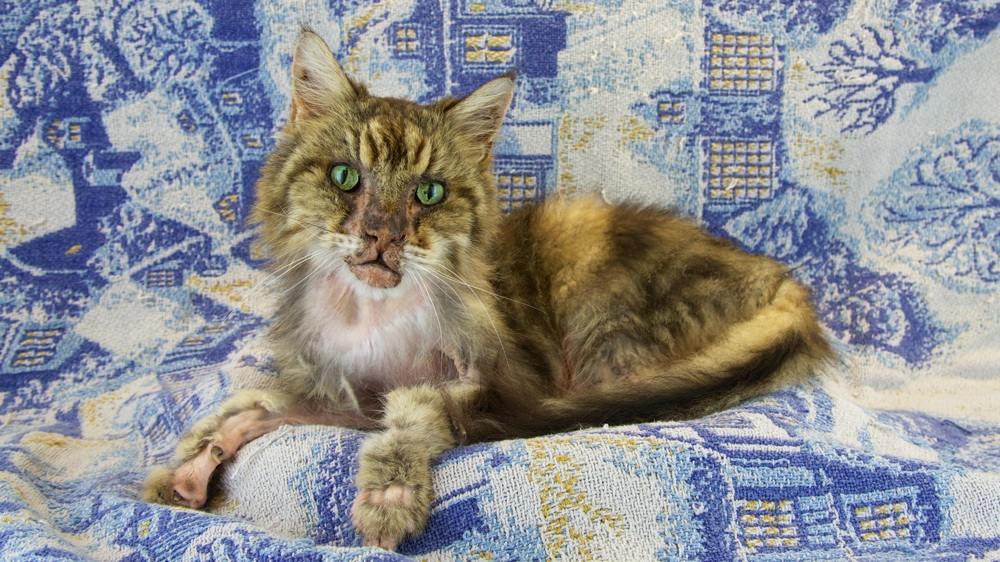 emaciated hyperthyroid cat