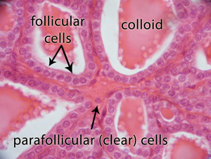 thyroidfollicles