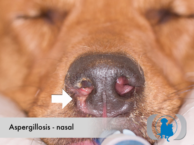 Aspergillosis nasal - gross pathology